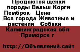 Продаются щенки породы Вельш Корги Пемброк › Цена ­ 40 000 - Все города Животные и растения » Собаки   . Калининградская обл.,Приморск г.